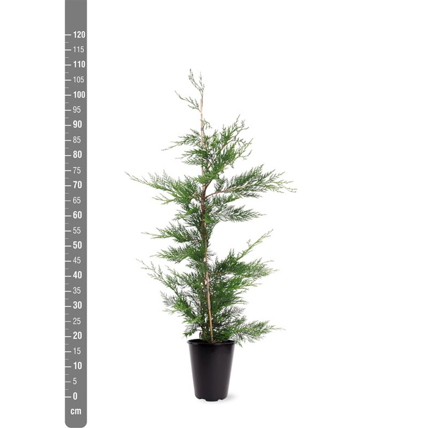 Cupressocyparis leylandii - C5 80-100 CM